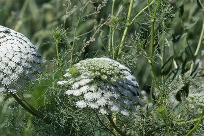 Visnaga daucoides, photographed by Jonathan Eisen