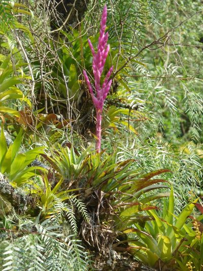 Tillandsia lucida, photographed by Martin Alfredo Murillo