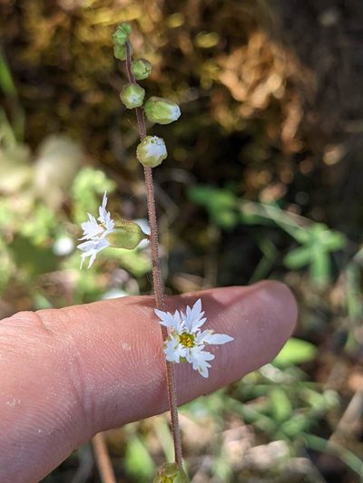 Lithophragma campanulatum, photographed by Trevor Van Loon