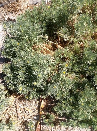 Peganum mexicanum, photographed by Francisco Martínez González