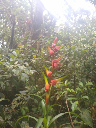 Werauhia insignis, photographed by Leo Arias