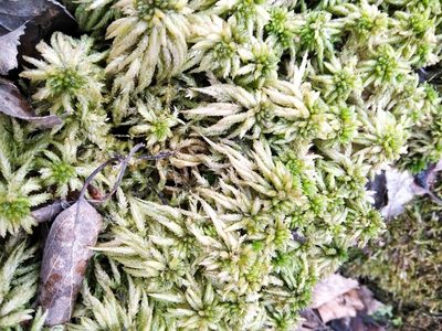 Sphagnum centrale, photographed by evgeniq_benihanov