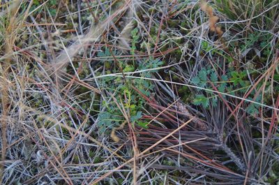 Acaena agnipila, photographed by Ed Wilson