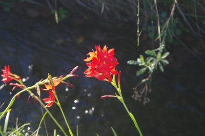 Hesperantha coccinea, photographed by Ed Wilson