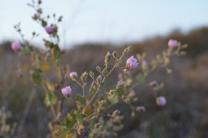Malacothamnus foliosus, photographed by Kristen Francis