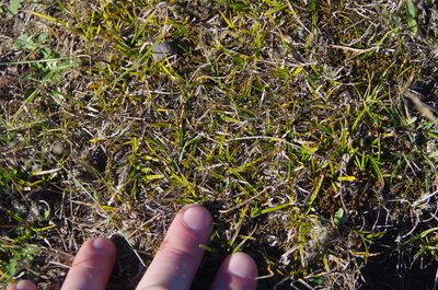 Carex breviculmis, photographed by Ed Wilson