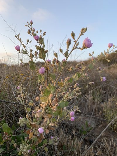 Malacothamnus foliosus, photographed by Kristen Francis