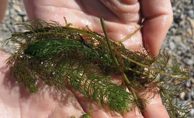 Myriophyllum triphyllum, photographed by Alice Shanks