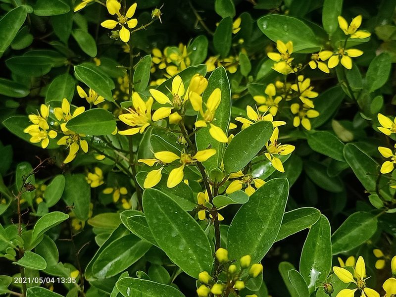 Galphimia glauca, photographed by Ong Jyh Seng
