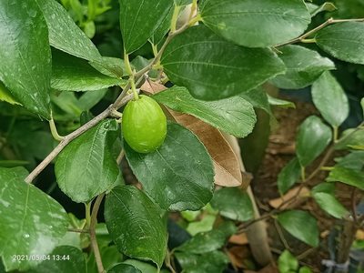 Ziziphus mauritiana, photographed by Ong Jyh Seng