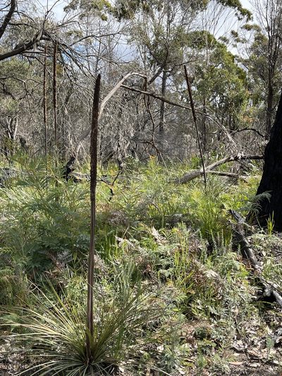 Xanthorrhoea concava, photographed by libby hepburn