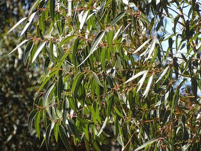 Eucalyptus cladocalyx, photographed by Shaun Swanepoel