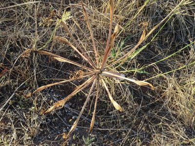 Ammocharis longifolia, photographed by linkie