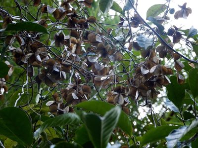 Dioscorea oppositifolia, photographed by Seema Merchant