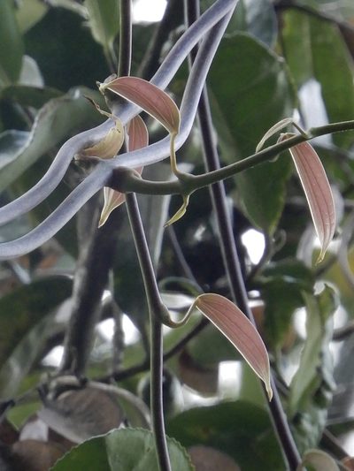 Dioscorea oppositifolia, photographed by Seema Merchant