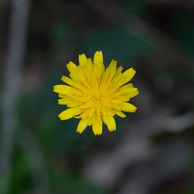 Microseris walteri, photographed by Kym Nicolson