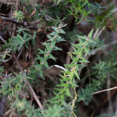 Acrotriche fasciculiflora, photographed by Kym Nicolson