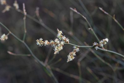 Duma florulenta, photographed by Kym Nicolson