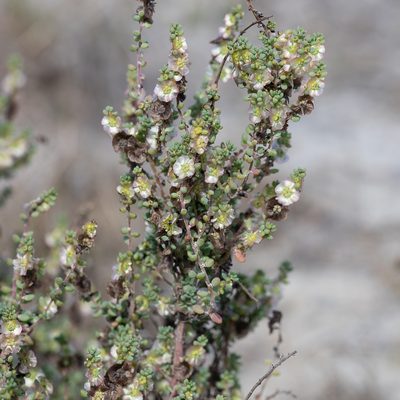Maireana brevifolia, photographed by Kym Nicolson