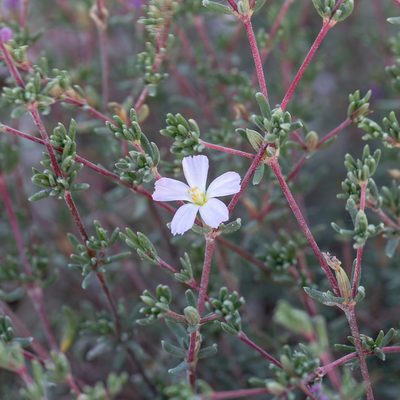 Frankenia pauciflora, photographed by Kym Nicolson