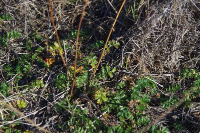 Acaena agnipila, photographed by Ed Wilson