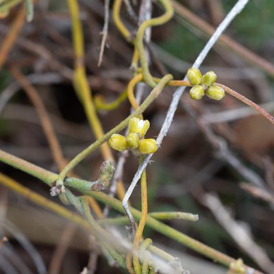 Cassytha pubescens, photographed by Kym Nicolson