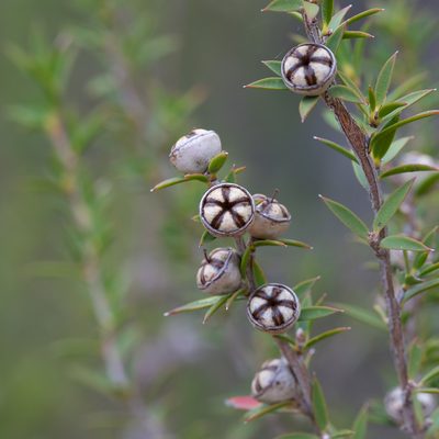 Leptospermum continentale, photographed by Kym Nicolson