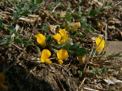 Crotalaria filipes, photographed by Dinesh Valke