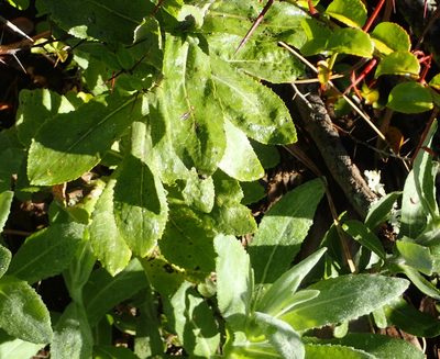 Senecio lanceus, photographed by Nicola van Berkel