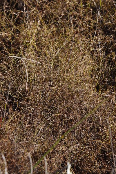 Restio versatilis, photographed by Tony Rebelo