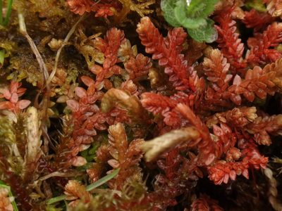 Selaginella helvetica, photographed by Christian Berg