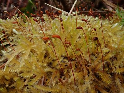 Brachythecium salebrosum, photographed by Christian Berg