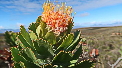 Leucospermum pluridens, photographed by Di Turner