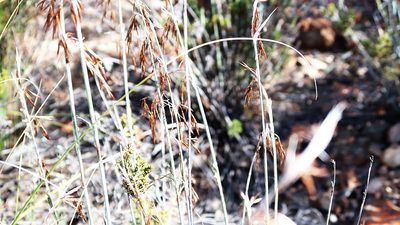 Thamnochortus rigidus, photographed by Di Turner