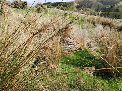 Juncus sarophorus, photographed by rempson