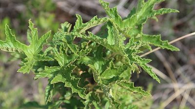 Pelargonium glutinosum, photographed by Di Turner