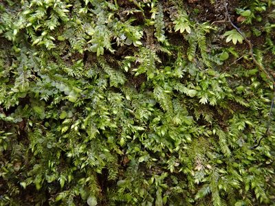 Taxiphyllum wissgrillii, photographed by Christian Berg