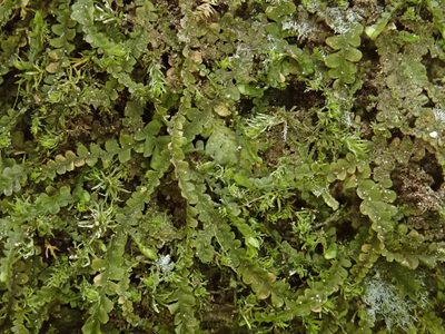 Pedinophyllum interruptum, photographed by Christian Berg