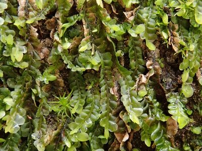 Jungermannia atrovirens, photographed by Christian Berg