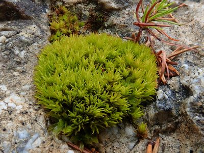 Tortella inclinata, photographed by Christian Berg