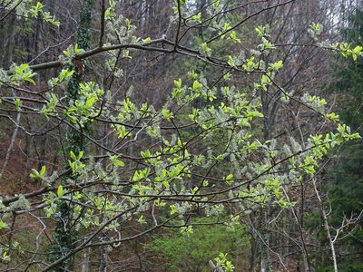 Salix appendiculata, photographed by Christian Berg