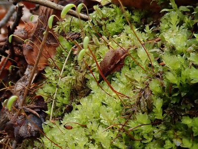 Mnium marginatum, photographed by Christian Berg