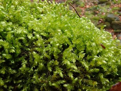 Brachythecium rivulare, photographed by Christian Berg