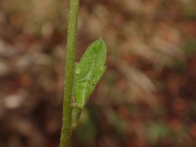 Arabidopsis halleri, photographed by Christian Berg