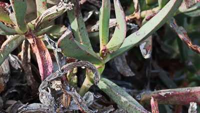 Carpobrotus mellei, photographed by Di Turner