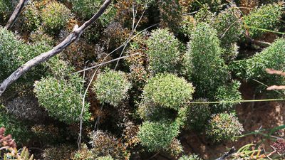 Asparagus oliveri, photographed by Di Turner