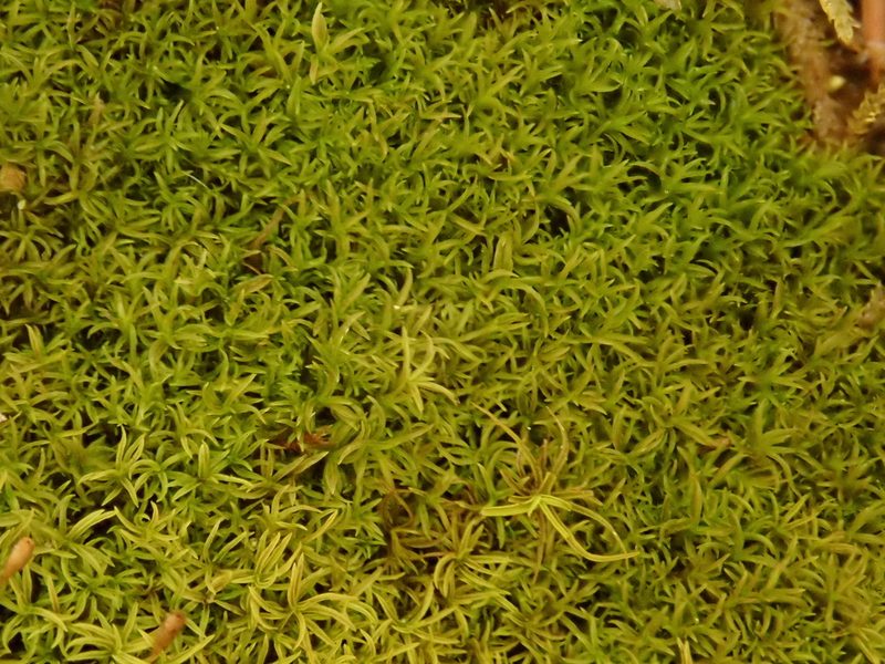 Gymnostomum aeruginosum, photographed by Christian Berg