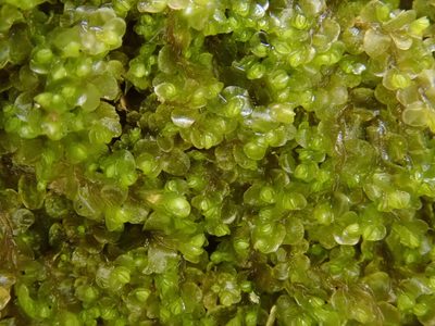 Jungermannia atrovirens, photographed by Christian Berg