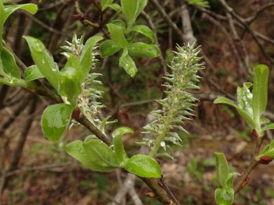Salix appendiculata, photographed by Christian Berg