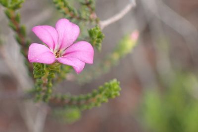 Acmadenia sheilae, photographed by Di Turner